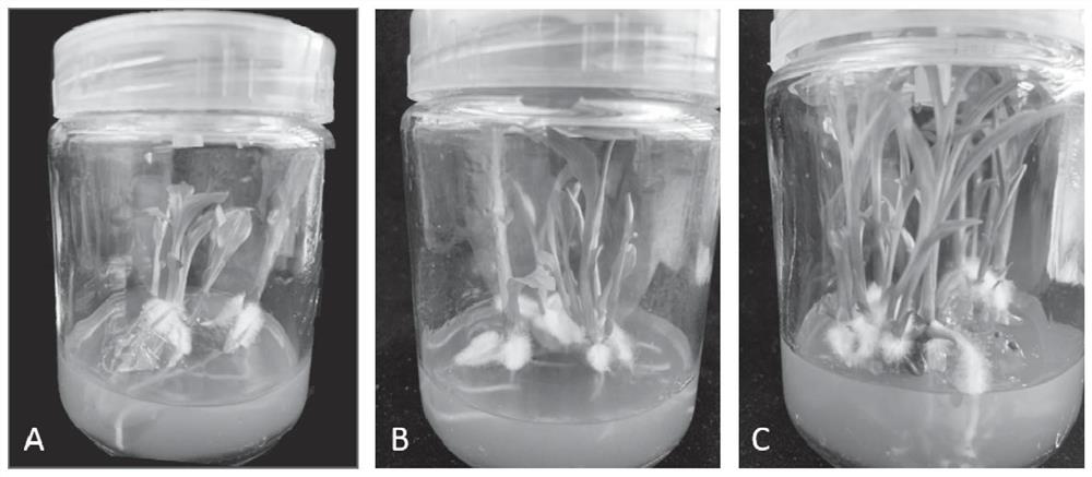 Non-symbiotic germination method for seeds of rare and endangered plant calanthe davidiana