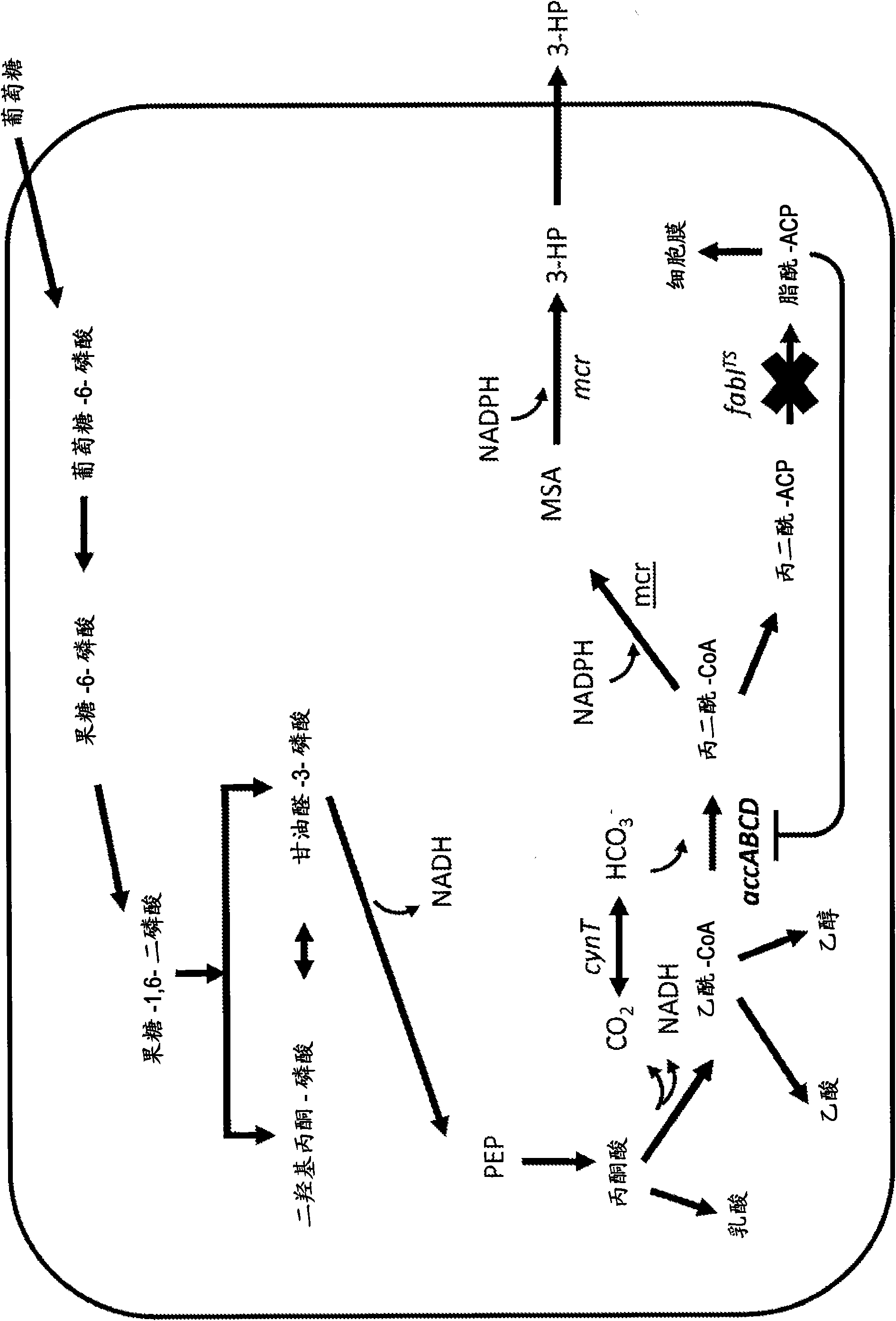 Method for producing 3-hydroxypropionic acid and other products