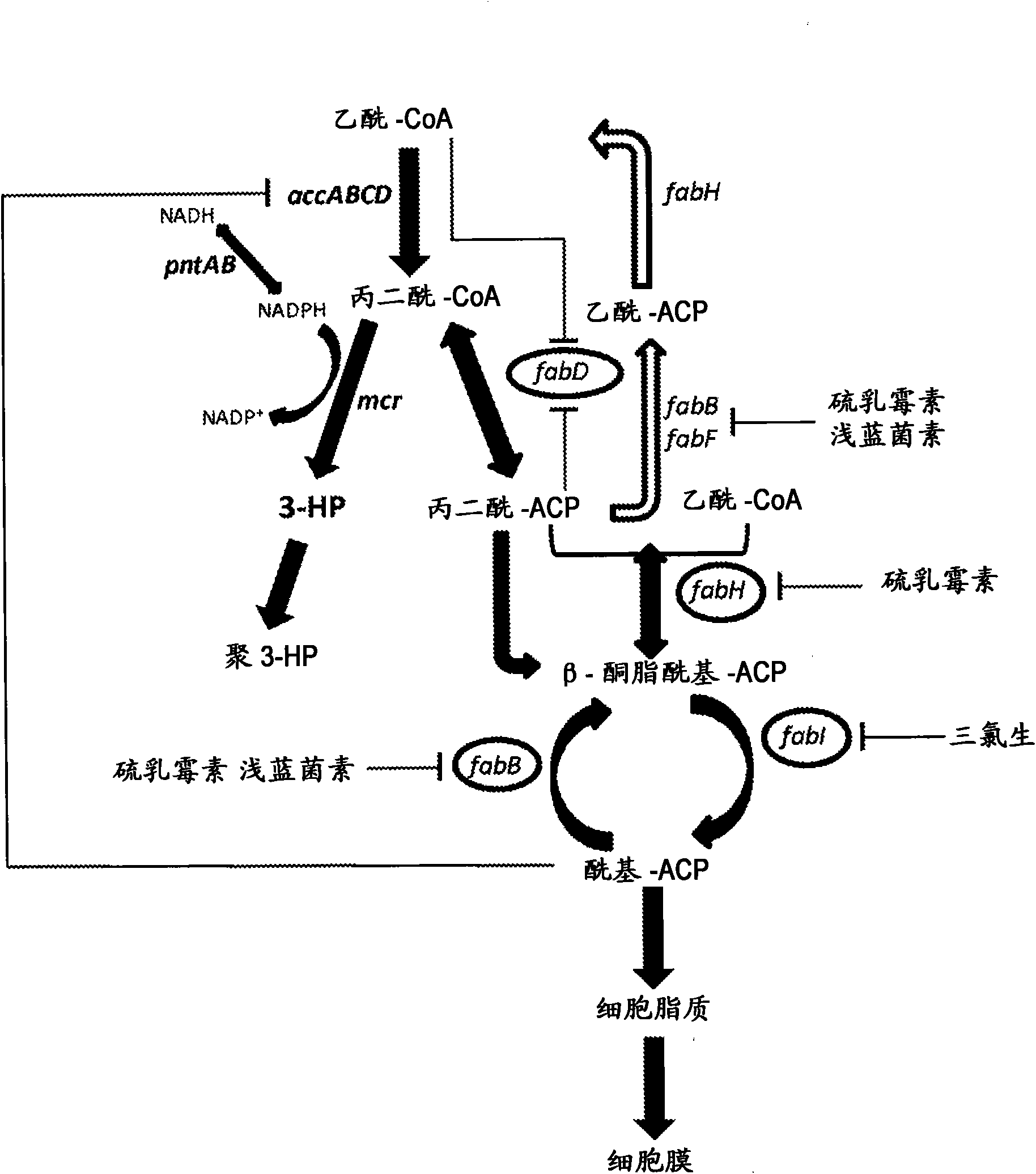 Method for producing 3-hydroxypropionic acid and other products