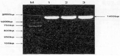 Orf virus attenuated strain and application thereof