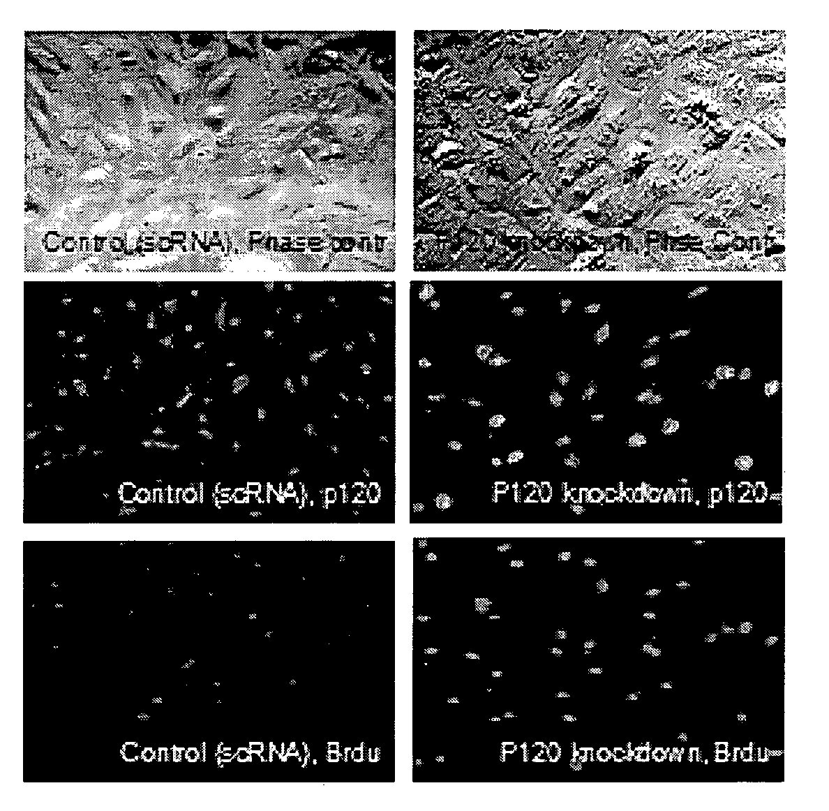 RNAi Methods and Compositions for Stimulating Proliferation of Cells with Adherent Functions