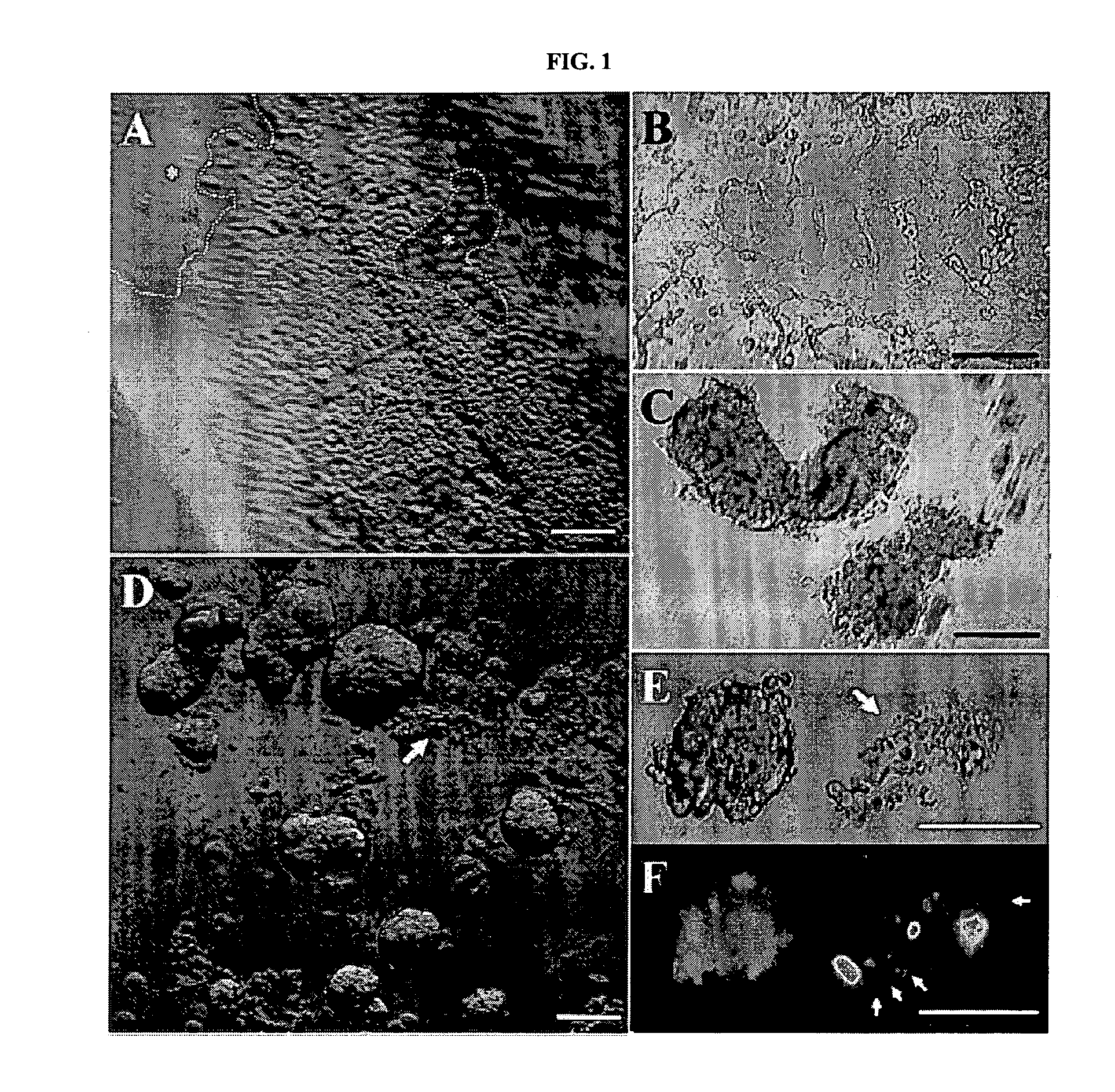 RNAi Methods and Compositions for Stimulating Proliferation of Cells with Adherent Functions