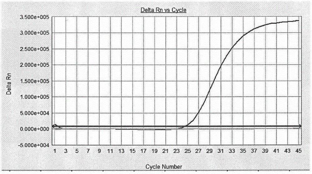 Dengue virus rapid classification identification detection kit