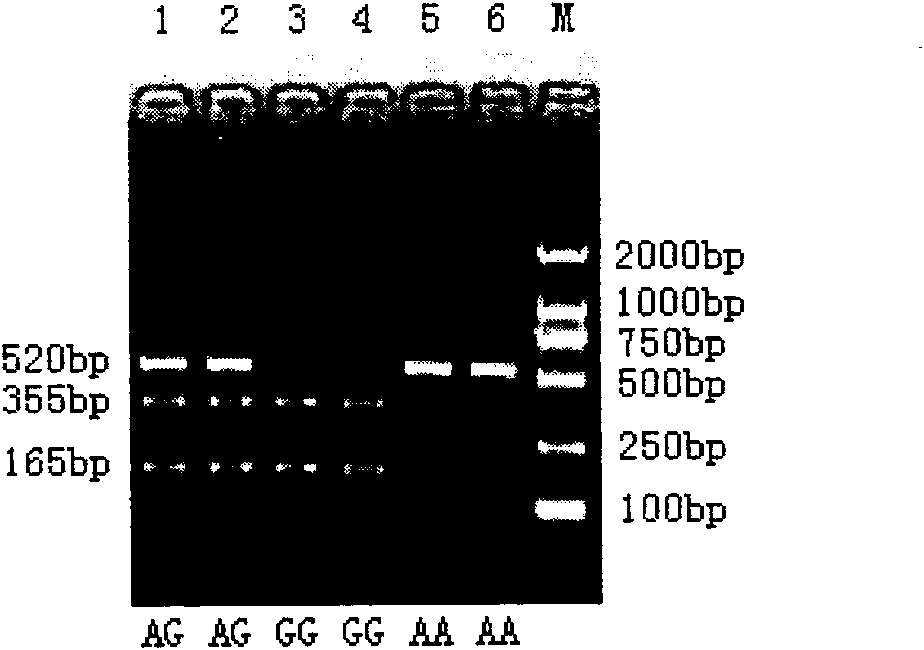 Authentication method of cattle CAPN1 gene as longisimus dorsi tenderness molecular marker and application