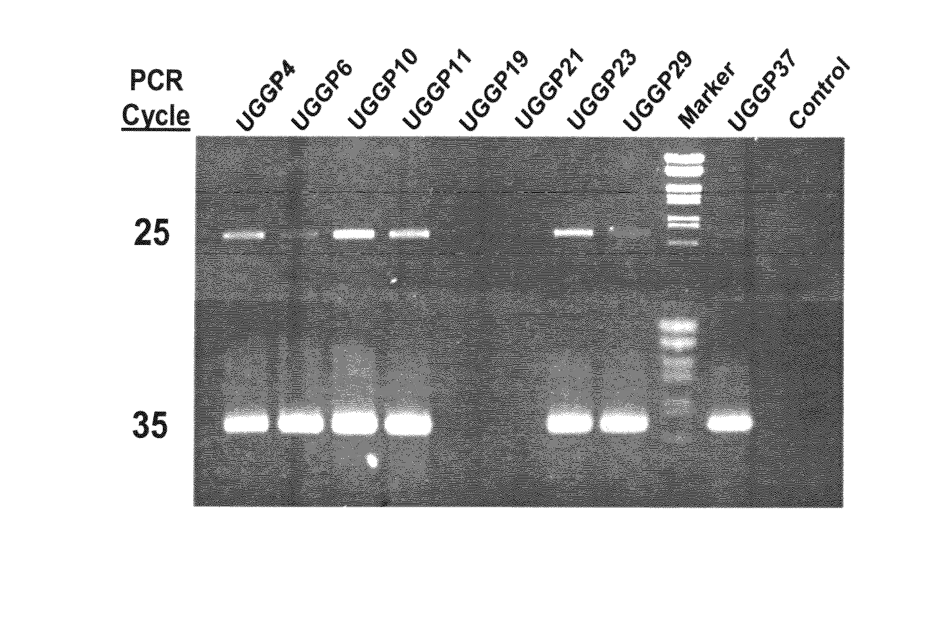 Polynucleotides and polypeptides encoded therefrom and methods of using same for increasing biomass in plants and plants generated thereby