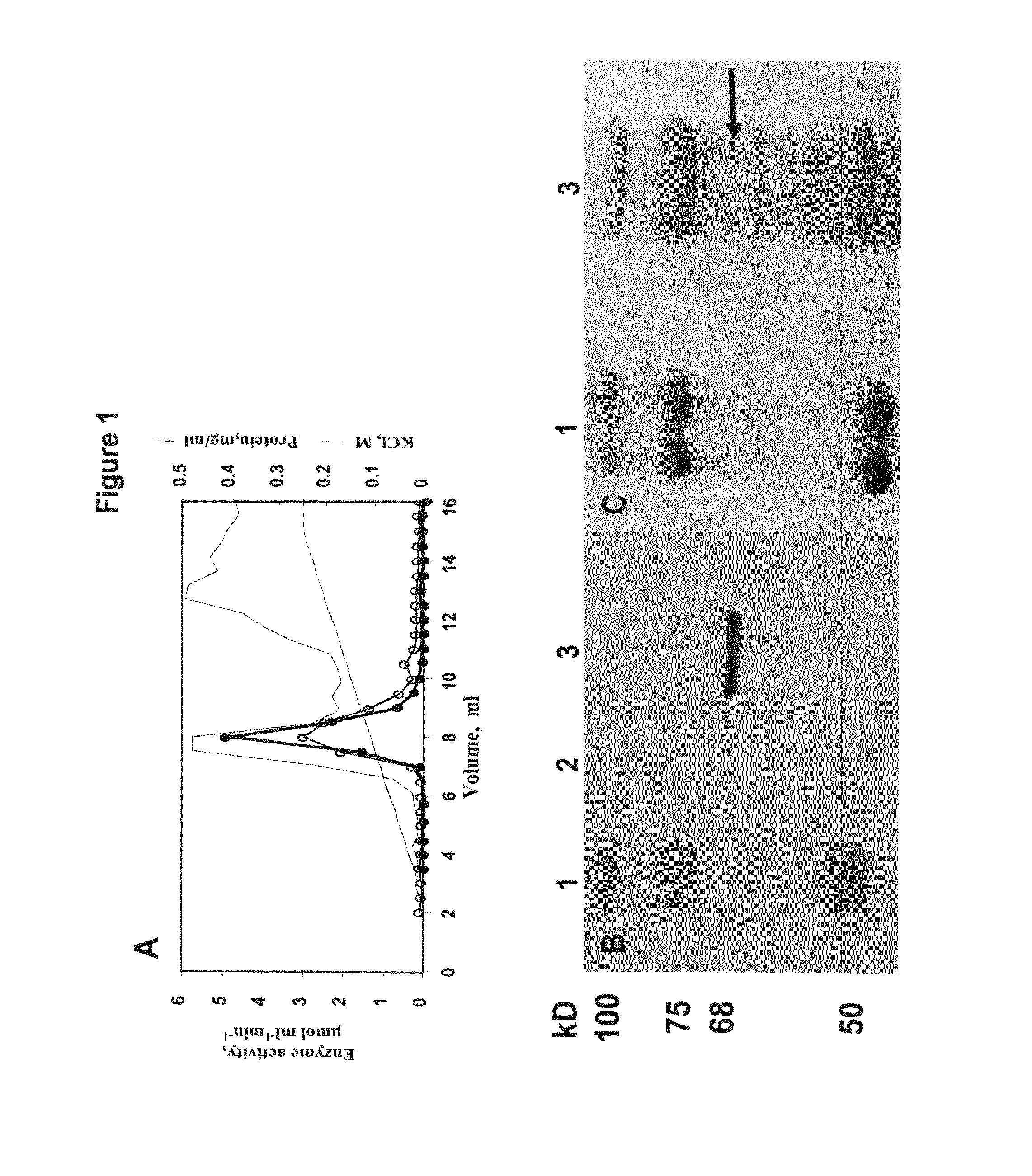 Polynucleotides and polypeptides encoded therefrom and methods of using same for increasing biomass in plants and plants generated thereby