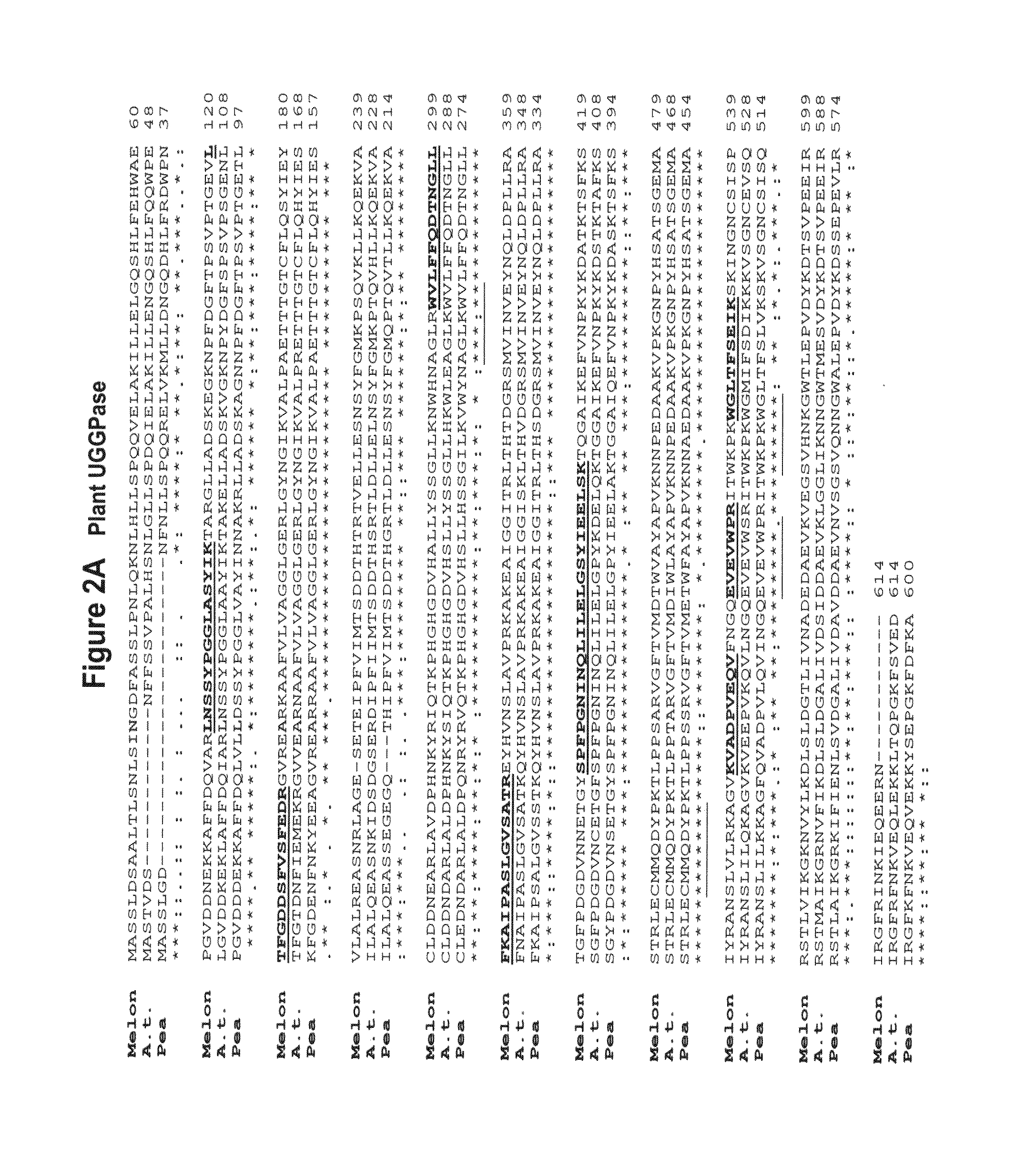 Polynucleotides and polypeptides encoded therefrom and methods of using same for increasing biomass in plants and plants generated thereby