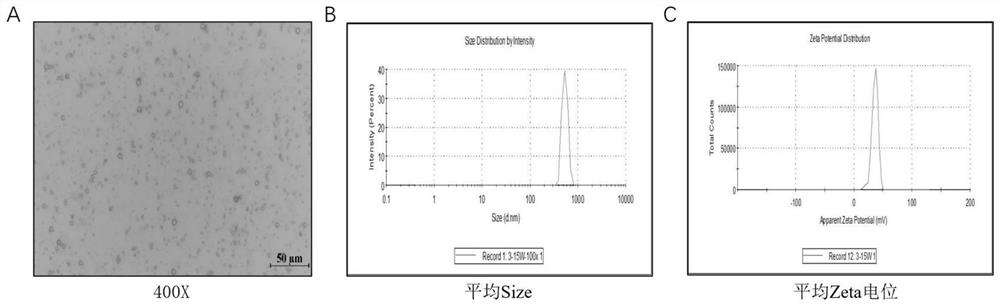 Preparation method and application of chitosan-Pickering emulsion interleukin 12 adjuvant system