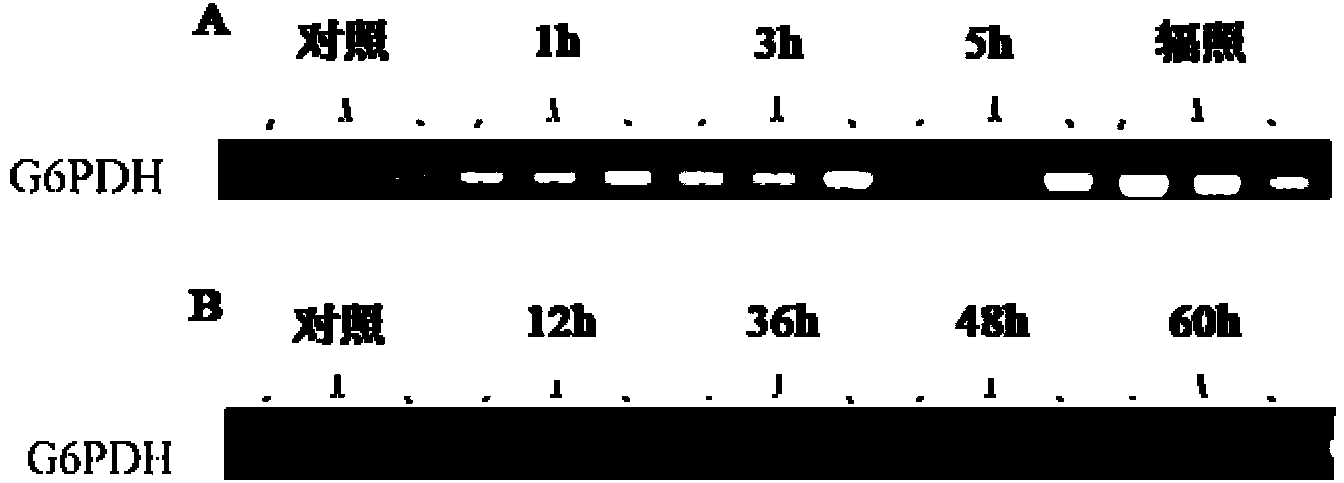 Application of G6PDH gene segment taken as stable expression reference gene of Bactrocera minax under intimidation condition