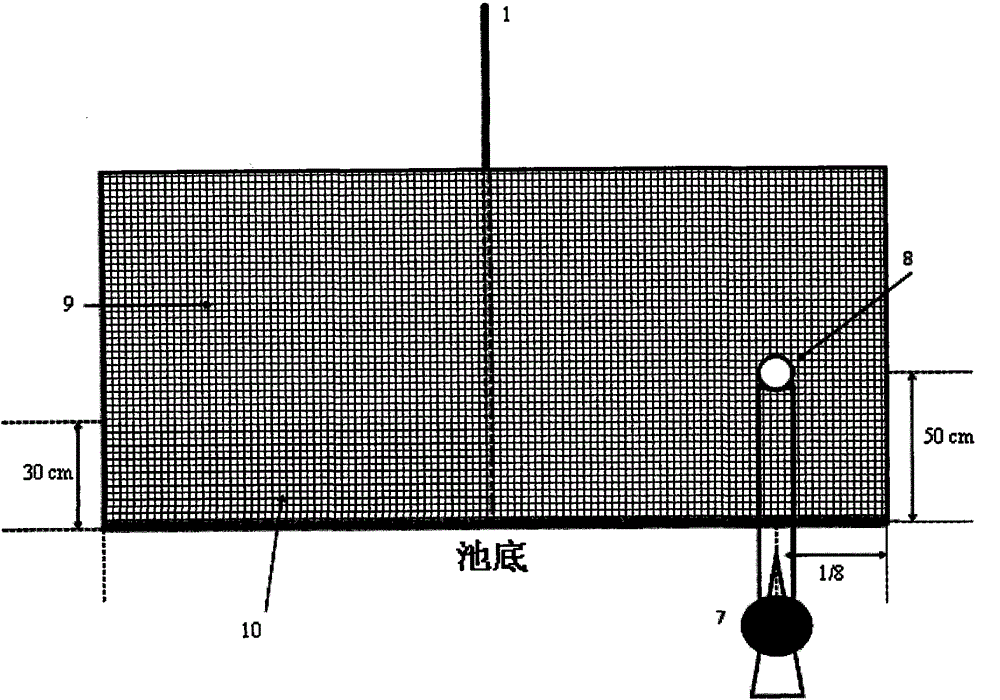 A system and method for racetrack biofloculation of shrimp