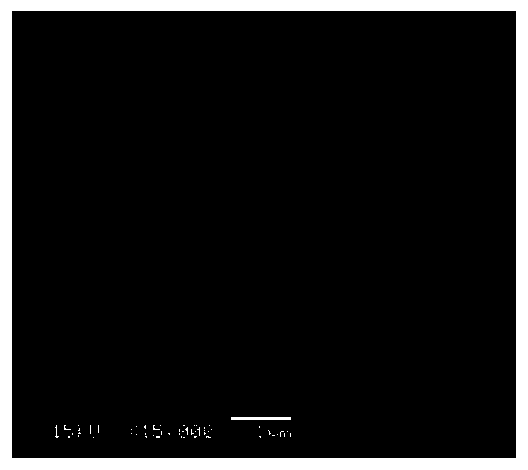 Lactobacillus paracasei subsp.paracasei RP38