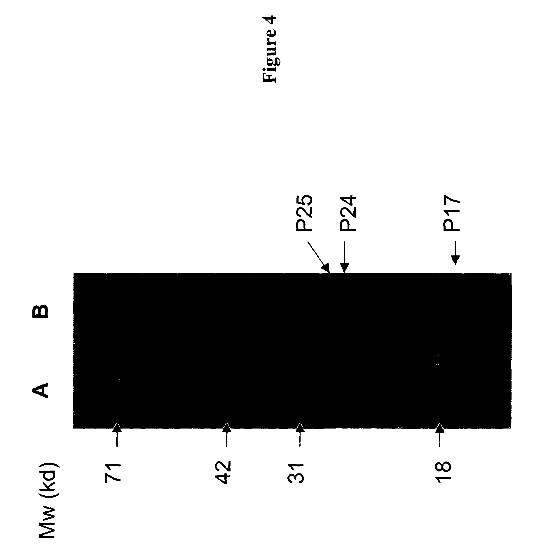 Anti-HIV agents with dual sites of action