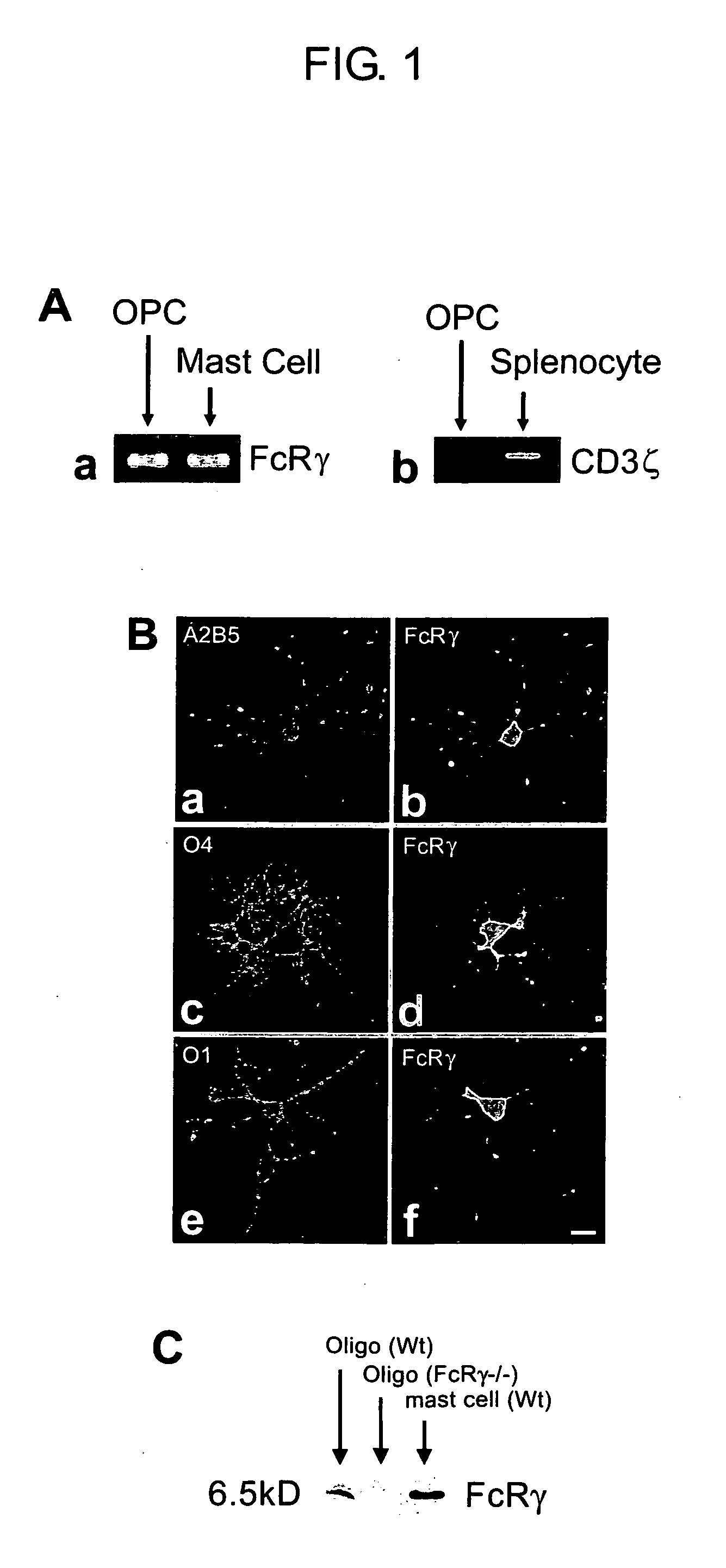 Medicinal compositions containing fc receptor gamma-chain activator