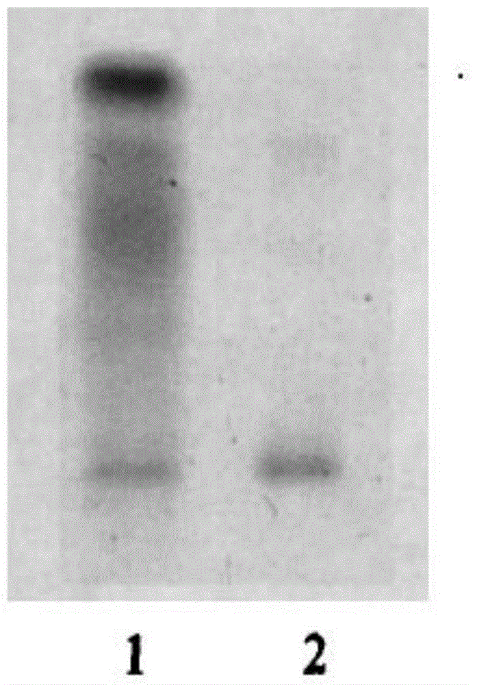 Method for extracting trypsin inhibitor from bamboo shoots