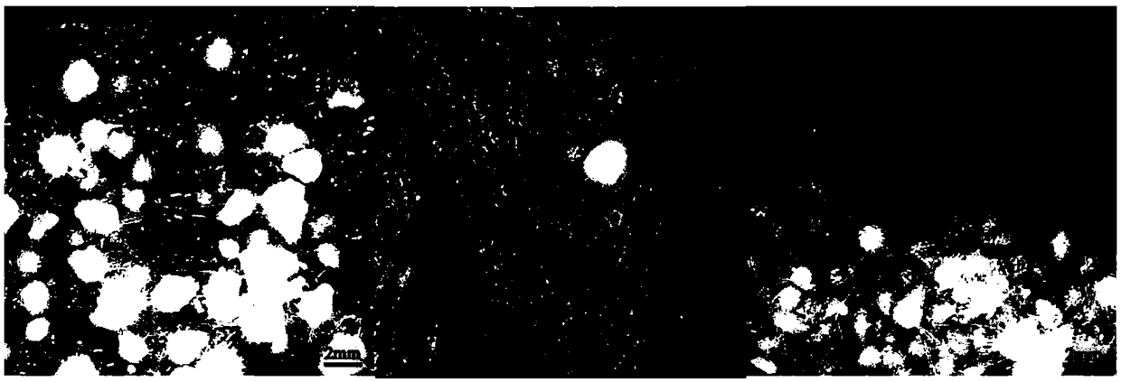 Artificial pollination method of cremastra appendiculata