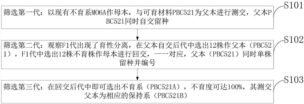 Method for rapidly breeding nucleo-cytoplasmic interaction sterile lines