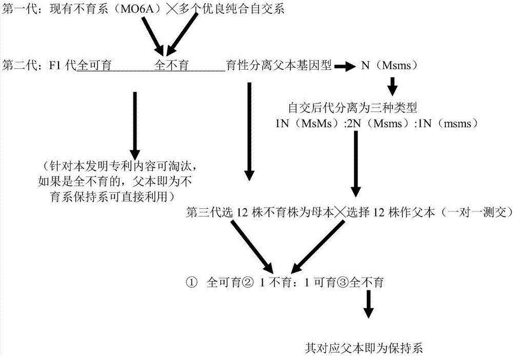 Method for rapidly breeding nucleo-cytoplasmic interaction sterile lines