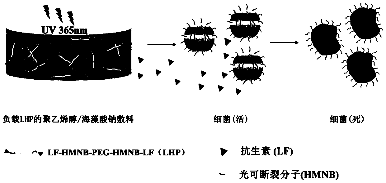 A photoresponsive antibacterial polyvinyl alcohol/sodium alginate drug-loaded hydrogel dressing and its preparation method