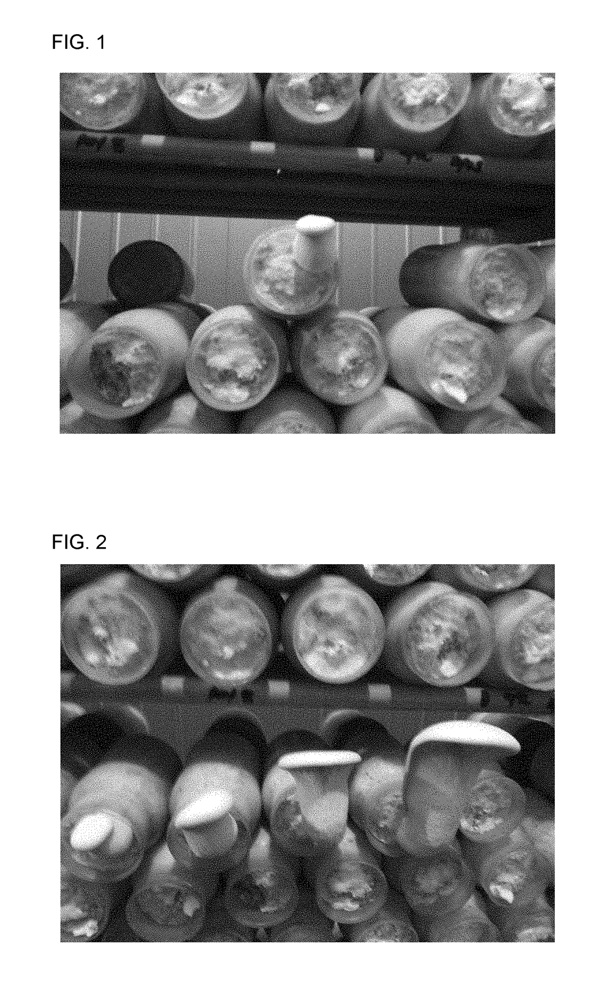 Strain of <i>Pleurotus nebrodensis</i>