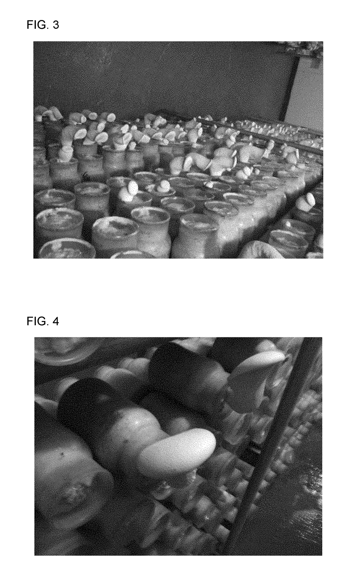 Strain of <i>Pleurotus nebrodensis</i>