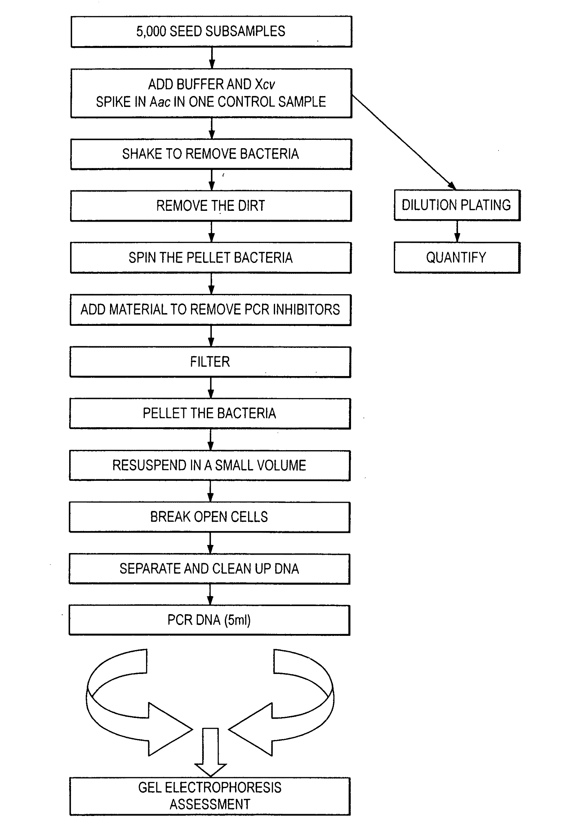 Primers and primer sets for use in methods to detect the presence of acidovorax avenae subsp. citrulli