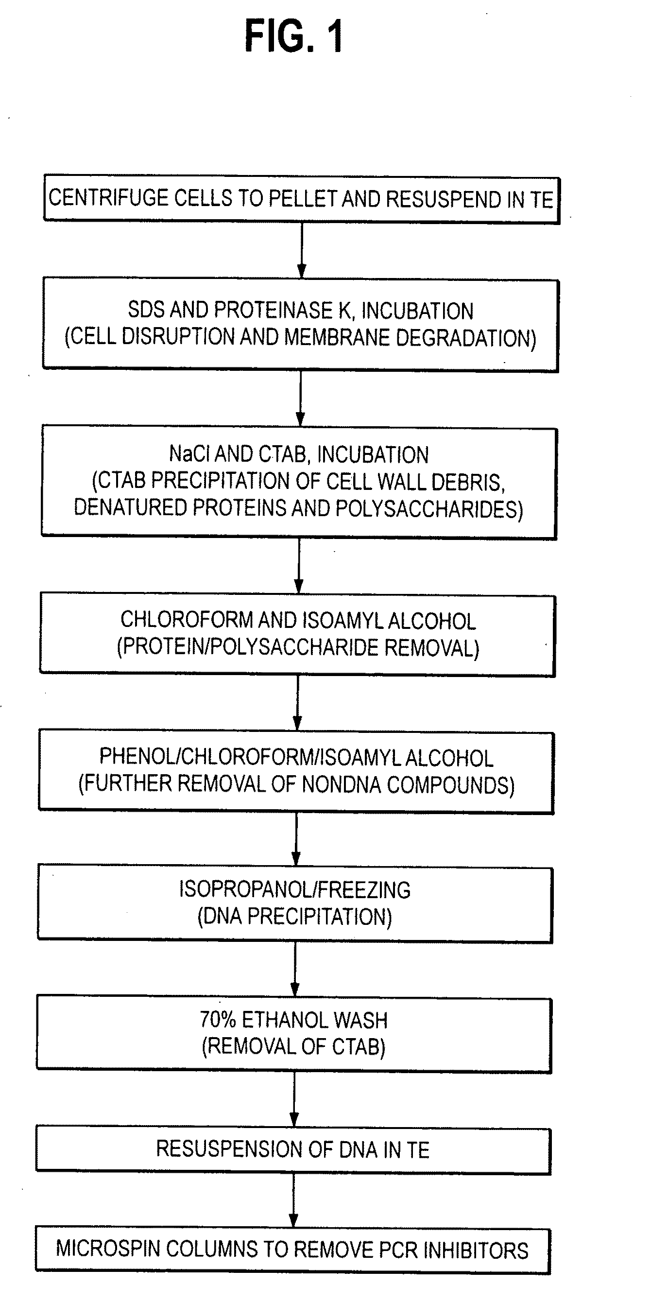 Primers and primer sets for use in methods to detect the presence of acidovorax avenae subsp. citrulli