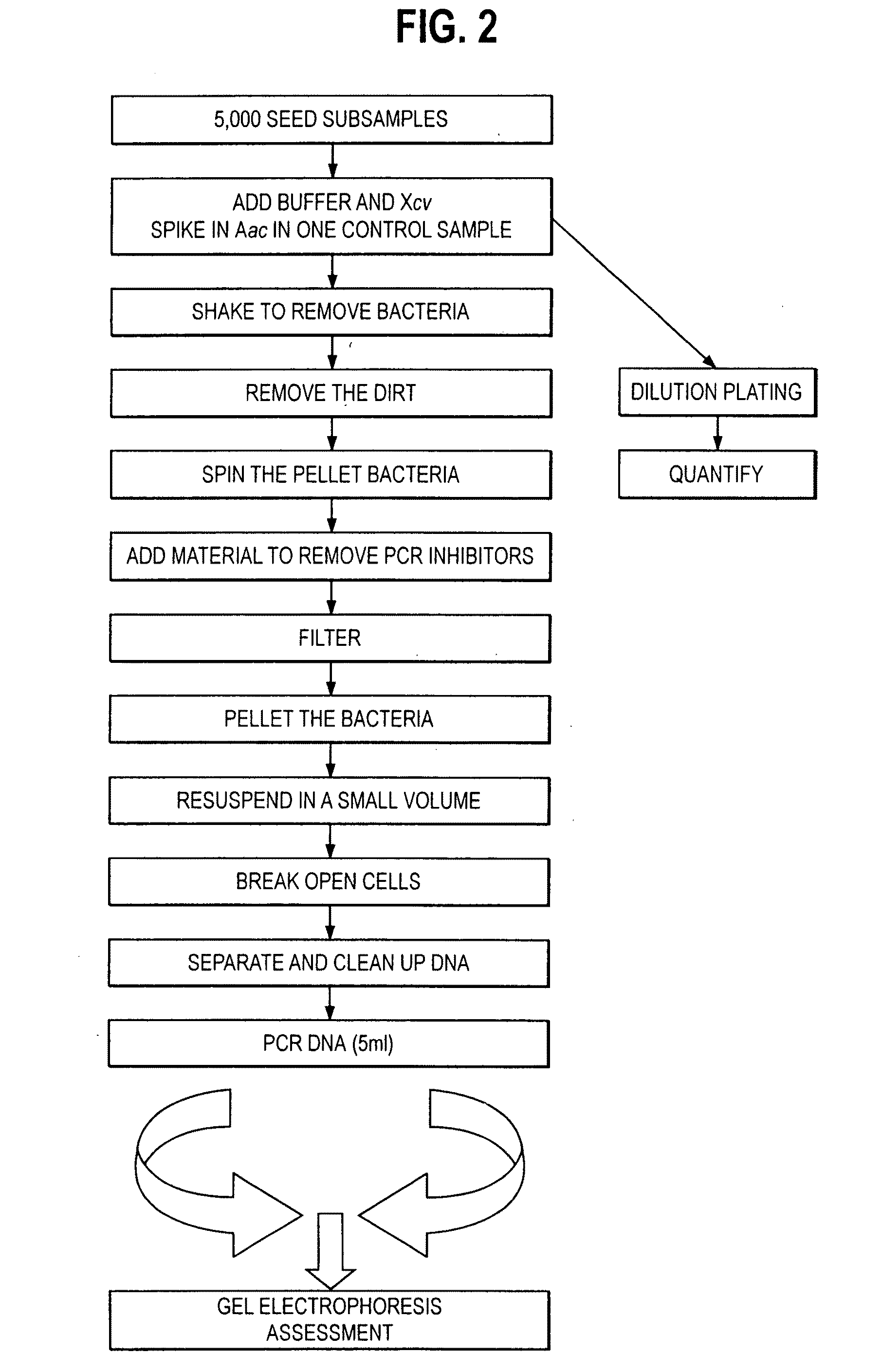 Primers and primer sets for use in methods to detect the presence of acidovorax avenae subsp. citrulli