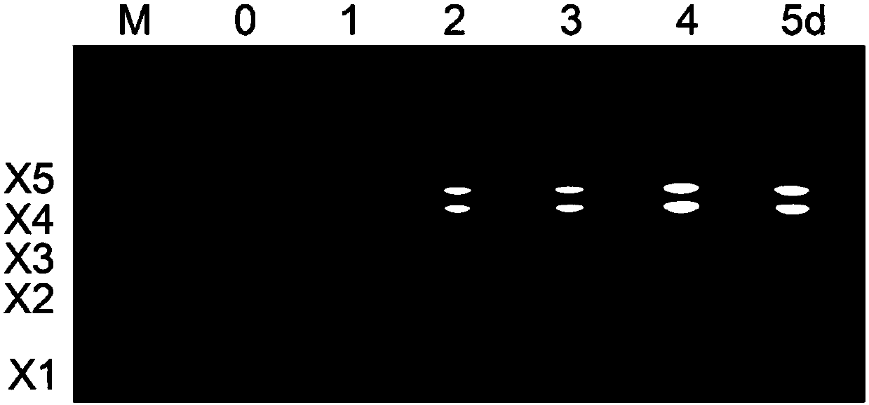 Method for preparing oligosaccharides with side chains by utilizing thermophilic filamentous fungus fermentation one-step method