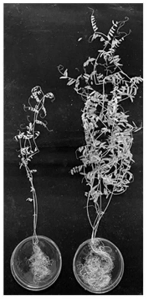 Actinomycete strain SCAUT009 and application thereof