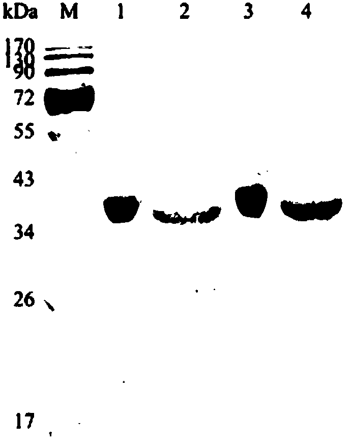 A kind of heat-resistant chaetomium polygalacturonase mutant and its coding gene and application