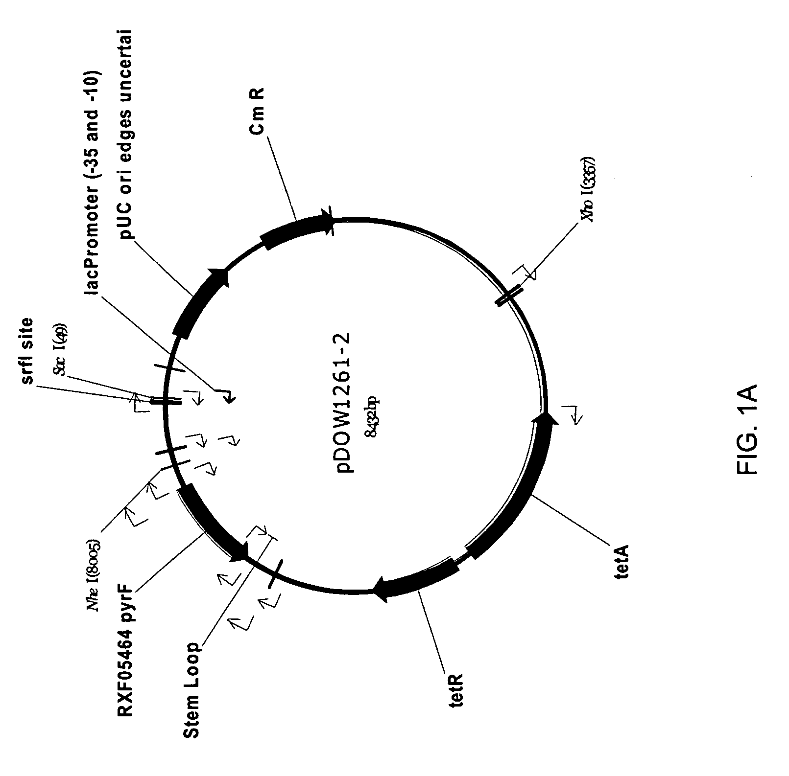 Method for rapidly screening microbial hosts to identify certain strains with improved yield and/or quality in the expression of heterologous proteins