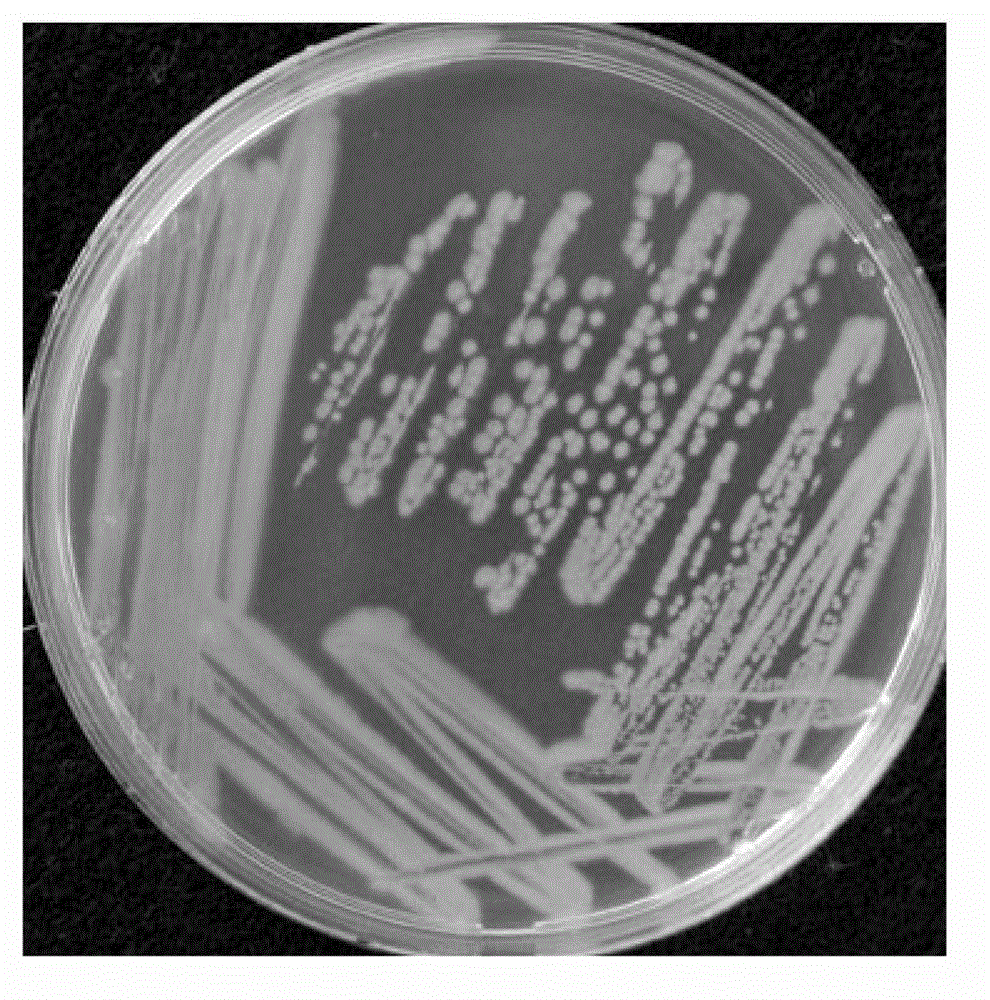 Pseudomonas putida capable of efficiently degrading estrogen and acquisition and application thereof