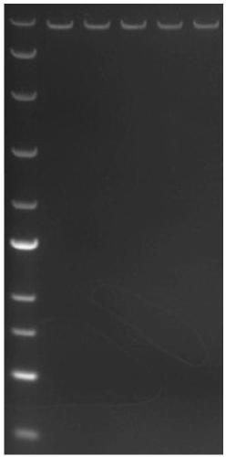 Rice ACCase mutant gene and application thereof in herbicide resistance of plants