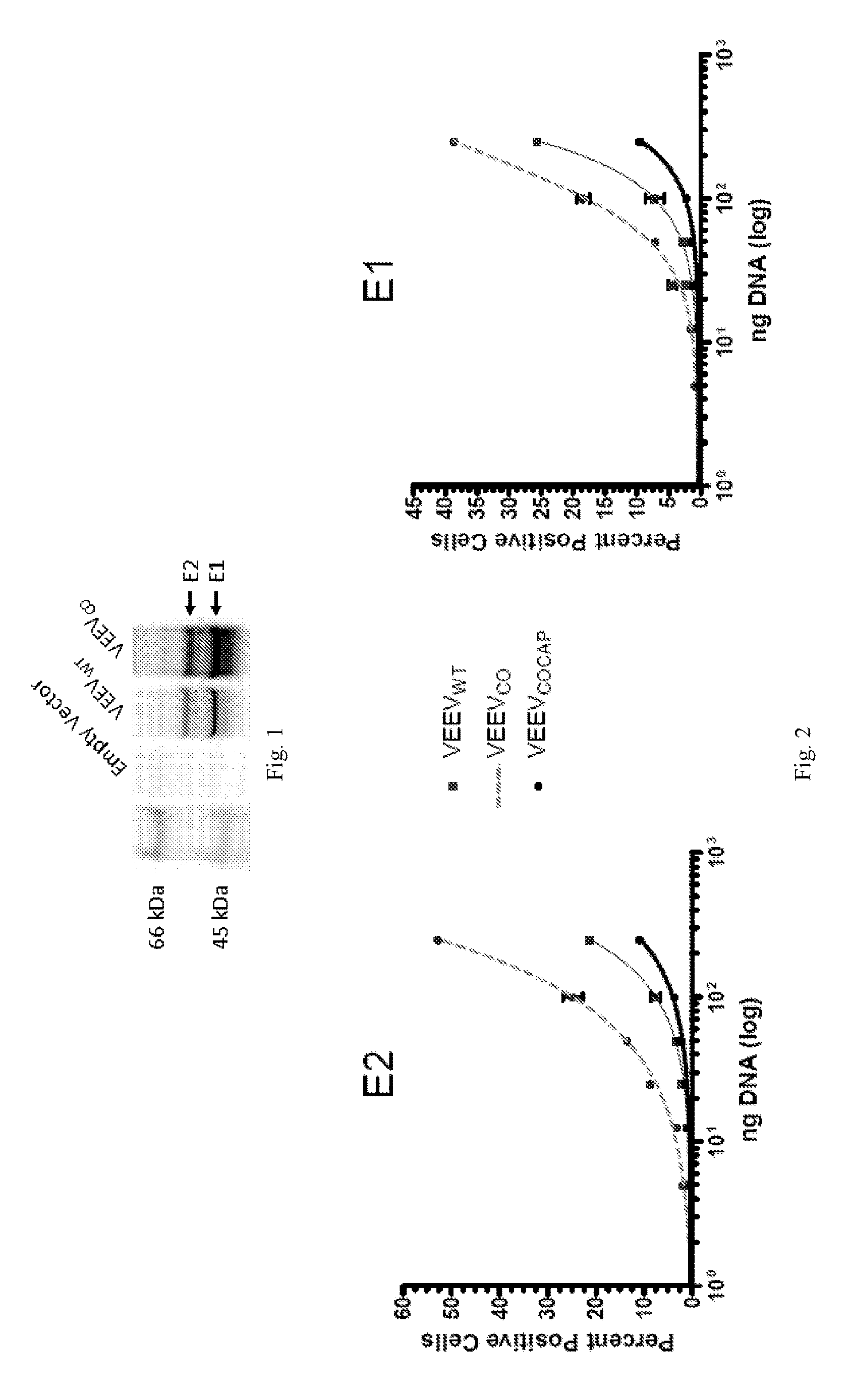 Equine encephalitis virus vaccines and methods of using thereof