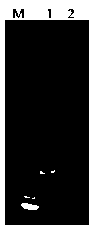 Preparing method for HAV virus-like particle and application thereof