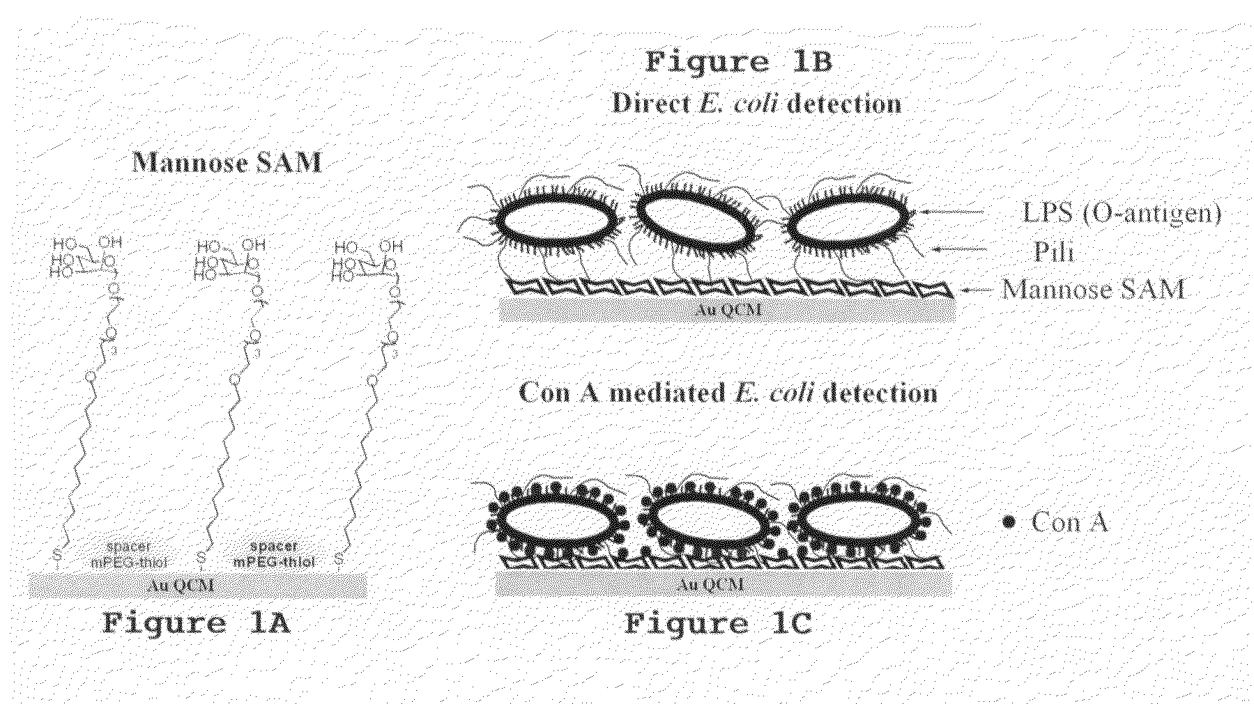 Method of microorganism detection using carbohydrate and lectin recognition