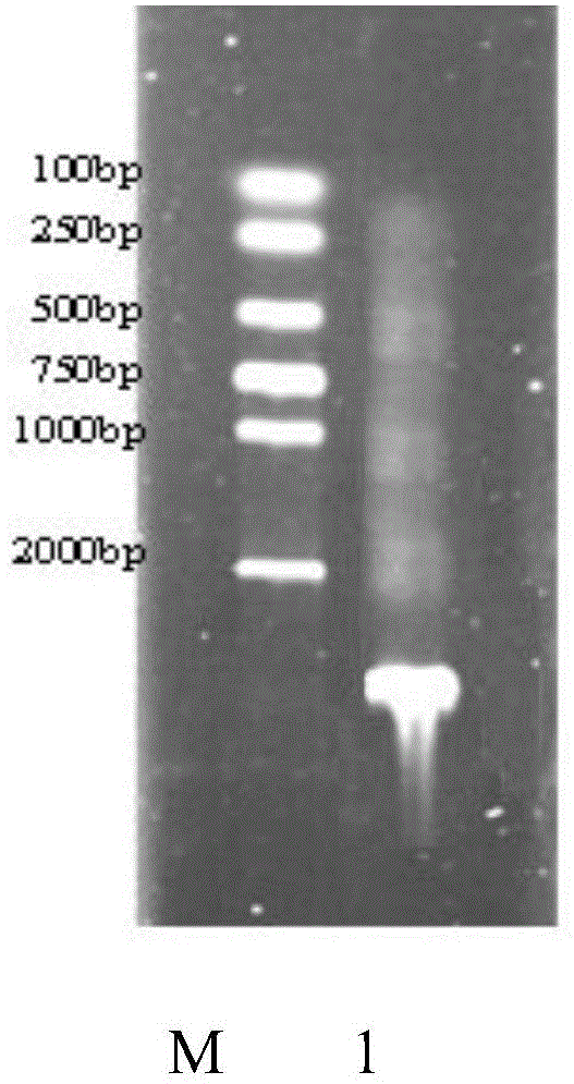 Immunofluorescence reagent applied to detection of adenovirus IgM antibody and application of immunofluorescence reagent