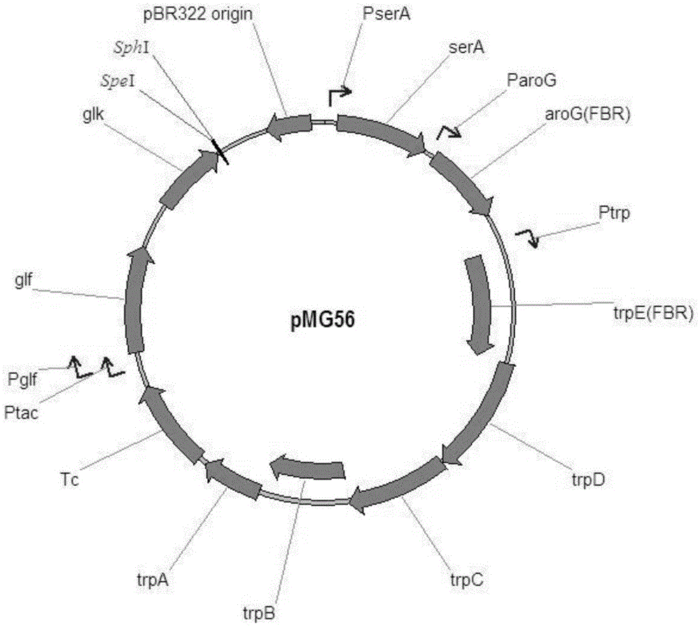 L-tryptophan production genetically engineered bacterium and construction method and application thereof