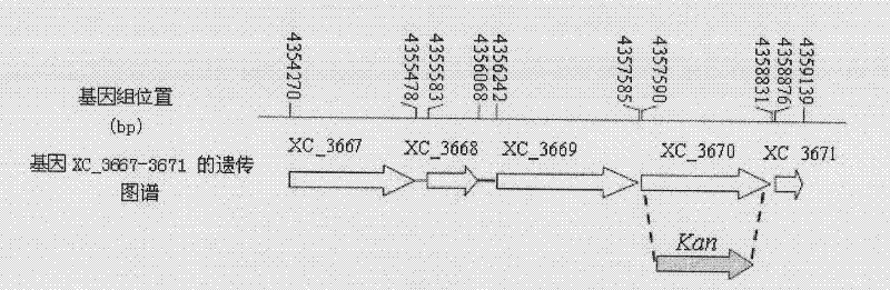 Application of pathogenic gene related to xanthomonas campestris pathovar campestris