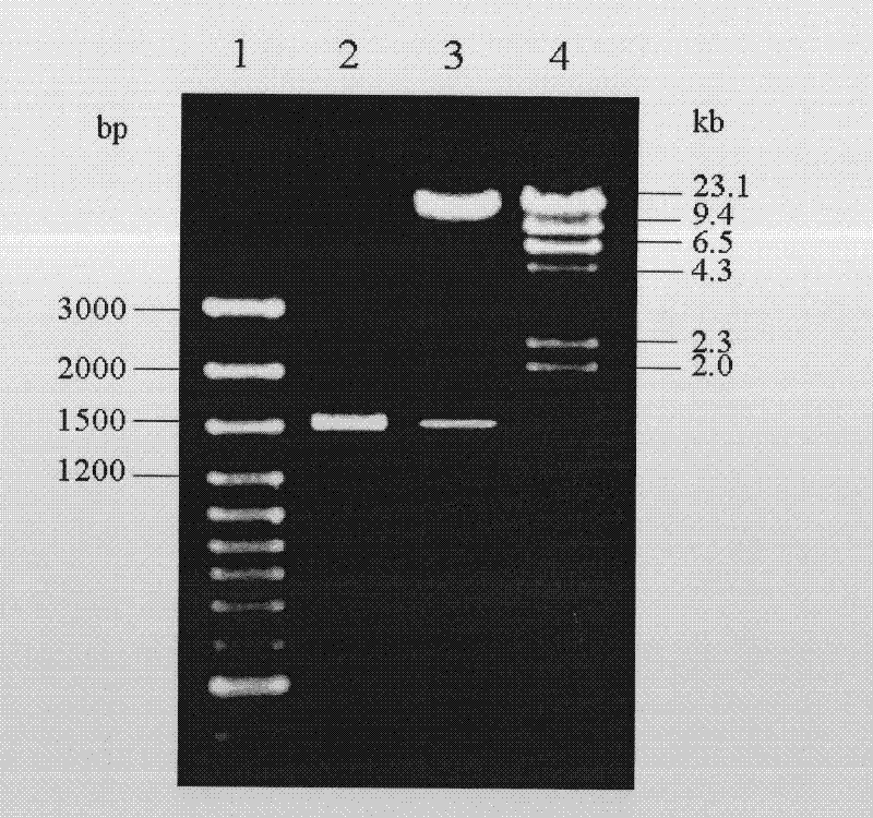 Application of pathogenic gene related to xanthomonas campestris pathovar campestris