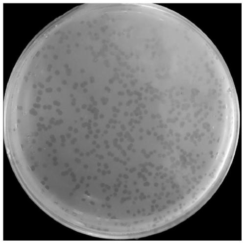 Salmonella bacteriophage and application thereof in medicines for preventing and treating salmonella infection diseases