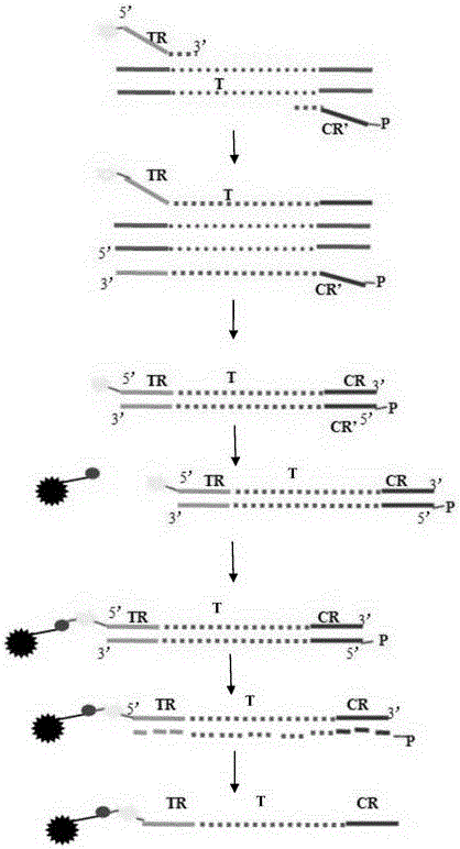 Probe preparation method for multiplex ligation amplification technology