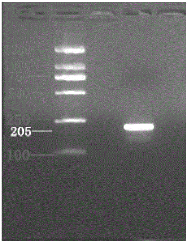 Probe preparation method for multiplex ligation amplification technology