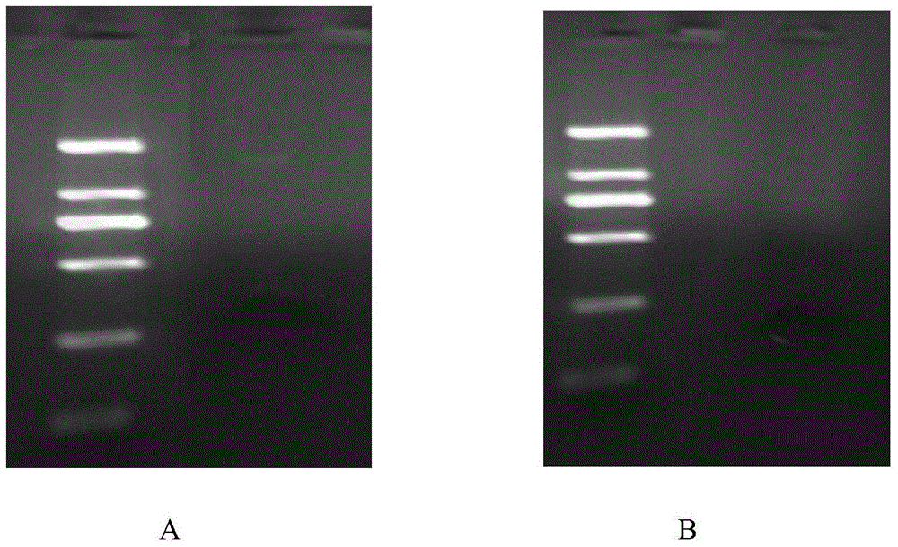 Probe preparation method for multiplex ligation amplification technology