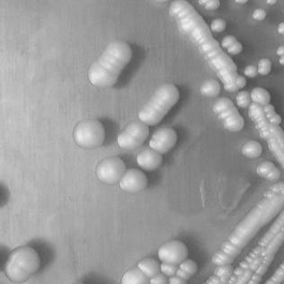 Saccharomyces cerevisiae and microbial agent as well as application thereof to preparation of fermented product and particularly brewing of wine in Huazhuo basin