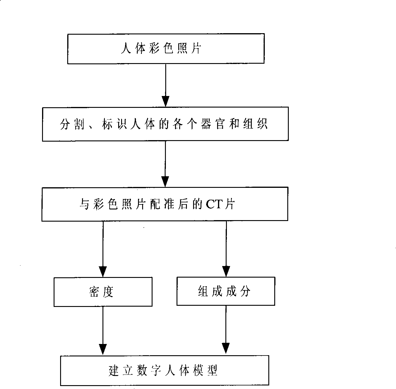 Digital human body modeling method for assigning density, constituent by CT value