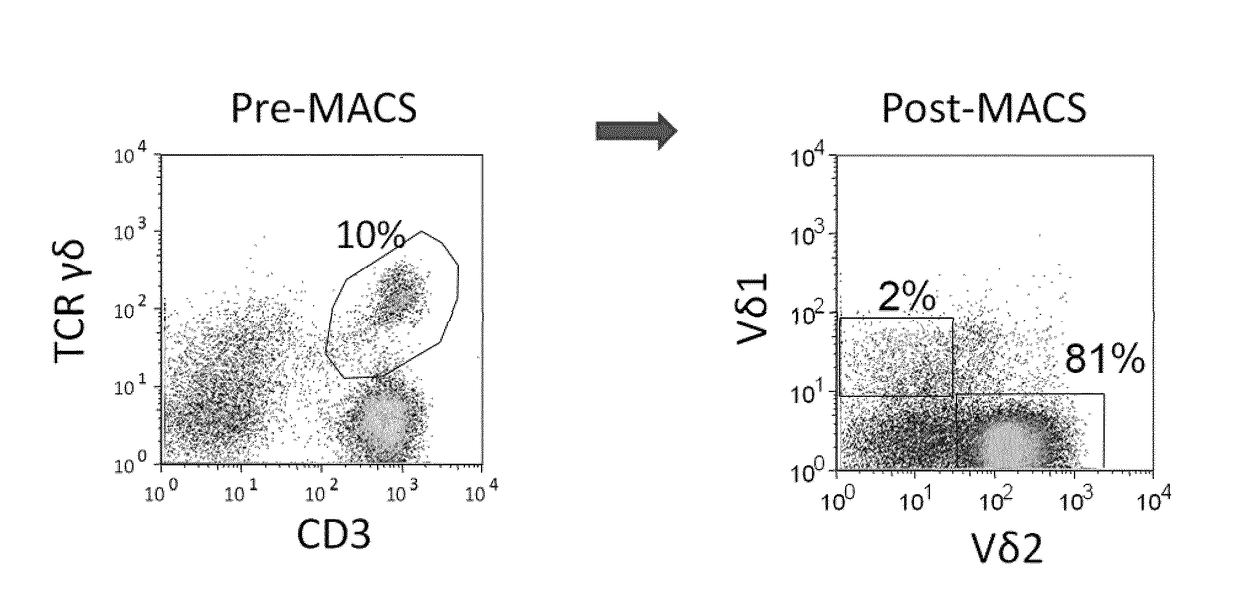 Methods for the production of tcr gamma delta + t cells