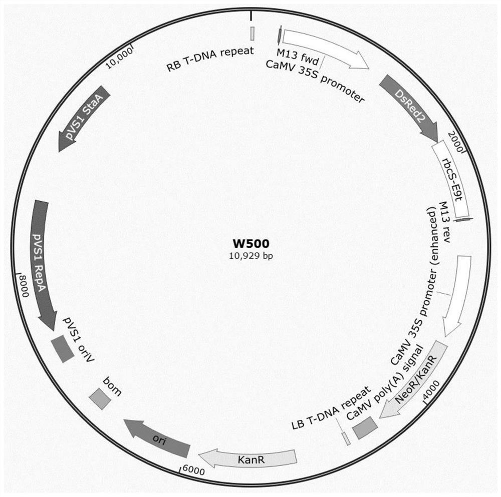 Efficient watermelon genetic transformation system and application