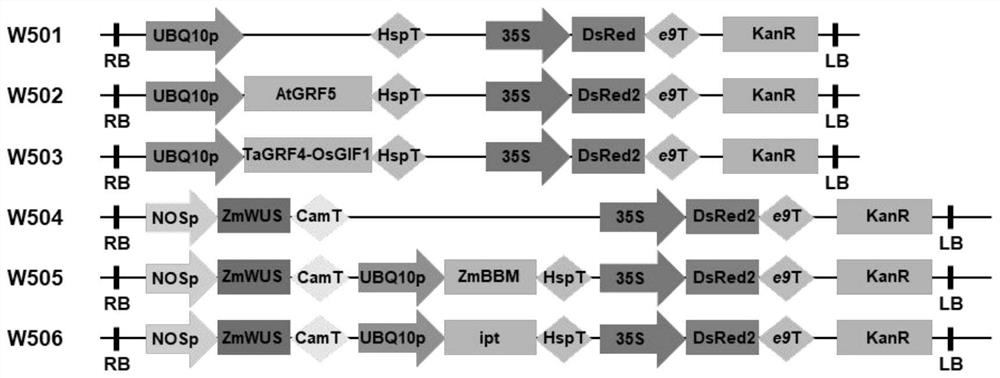 Efficient watermelon genetic transformation system and application