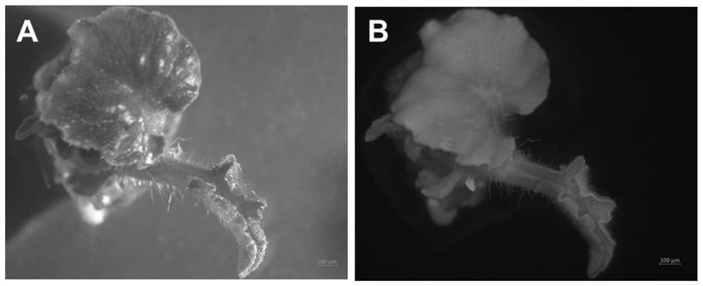 Efficient watermelon genetic transformation system and application